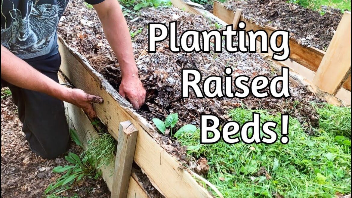 DIY Raised Beds - Getting Planted!