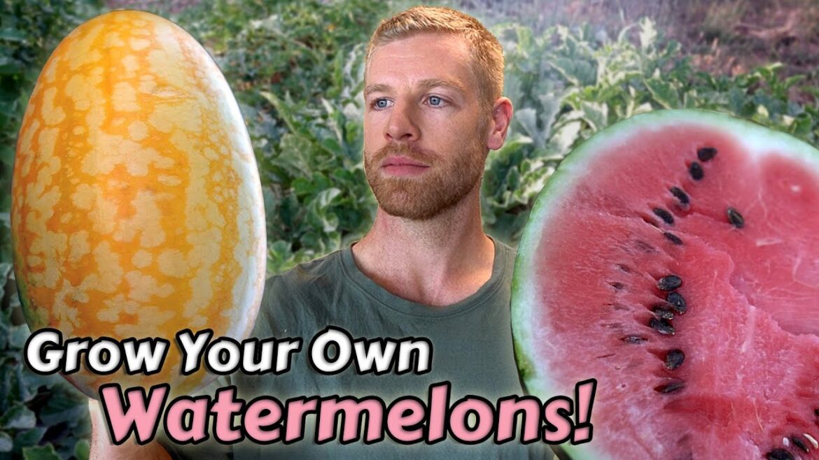 How I Grow Watermelons From Seed to Harvest – ft. Two Awesome Varieties How I Grow Watermelons From Seed to Harvest - ft. Two Awesome Varieties