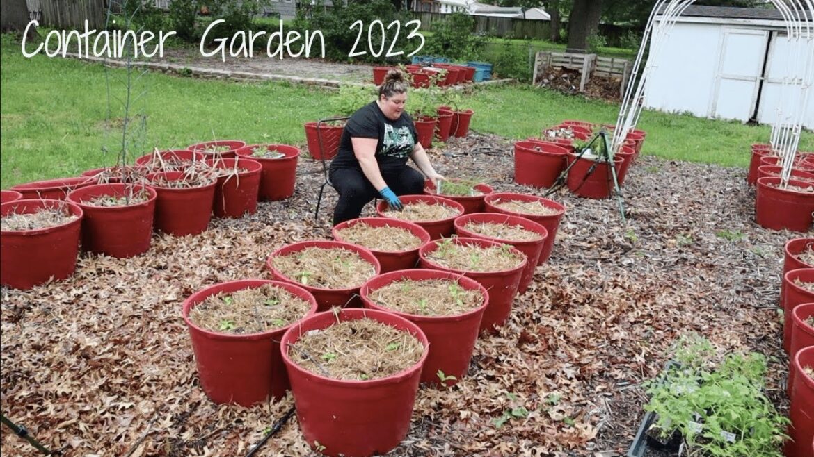 Planting the Container Garden for Summer - Zone 6A