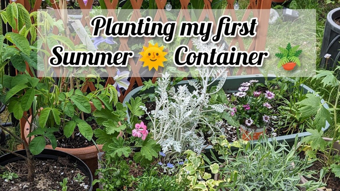 Potting up a Summer Container...in blue 💙 and pink 🩷