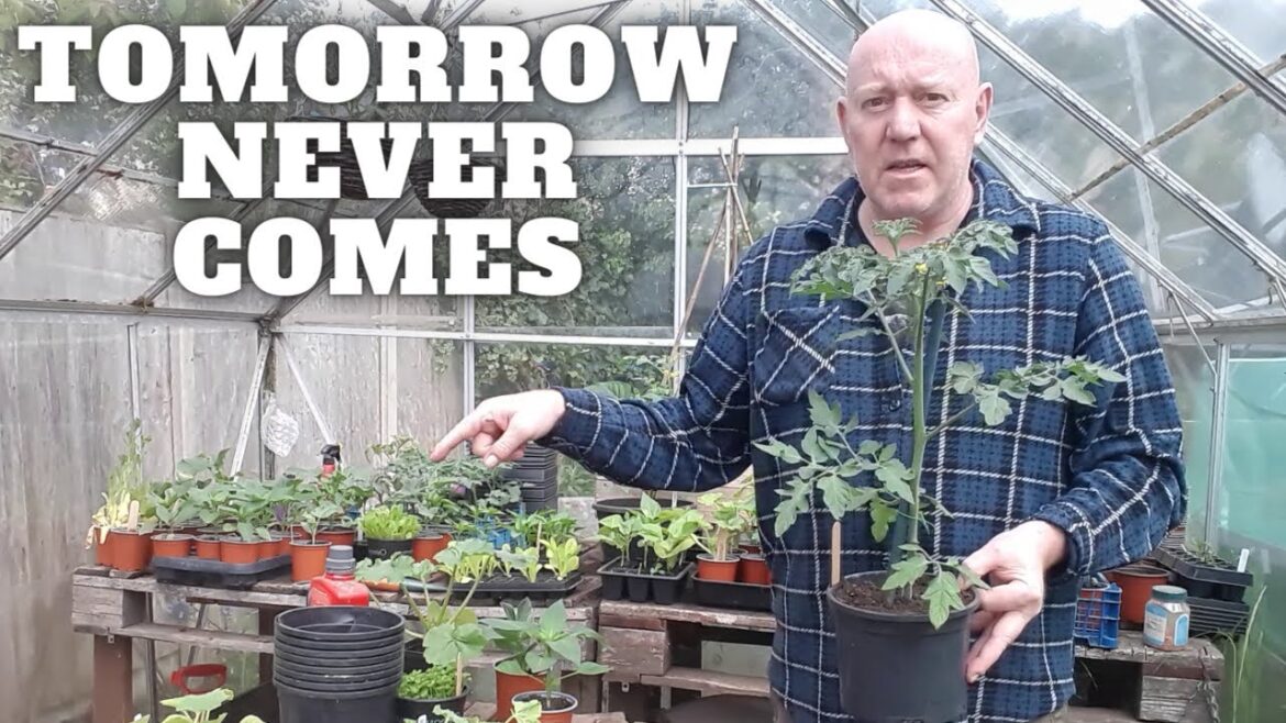 Tomorrow Never Comes [Gardening Allotment UK] [Grow Vegetables At Home ]