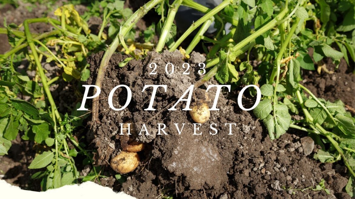 2023 Potato Harvest/ Harvesting Potatoes In a Container