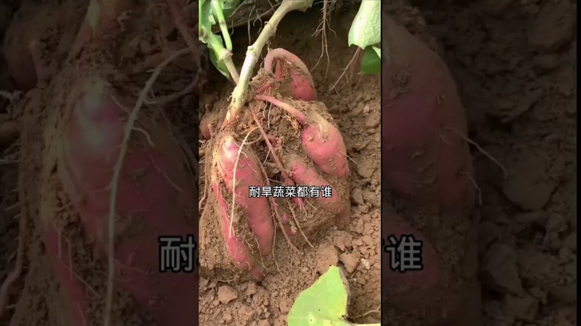 how to growth vegetable /gardening ideas for home how to growth vegetable /gardening ideas for home