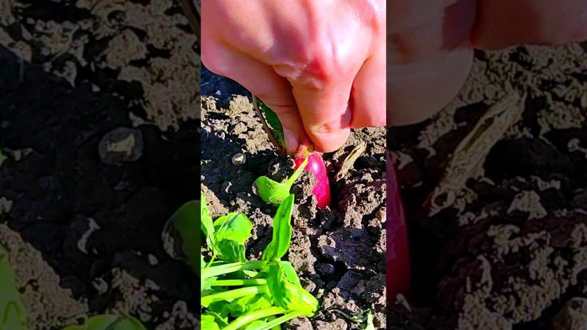 REVERSE VIDEOS πππ ASMR REVERSE VIDEOS πππ ASMR