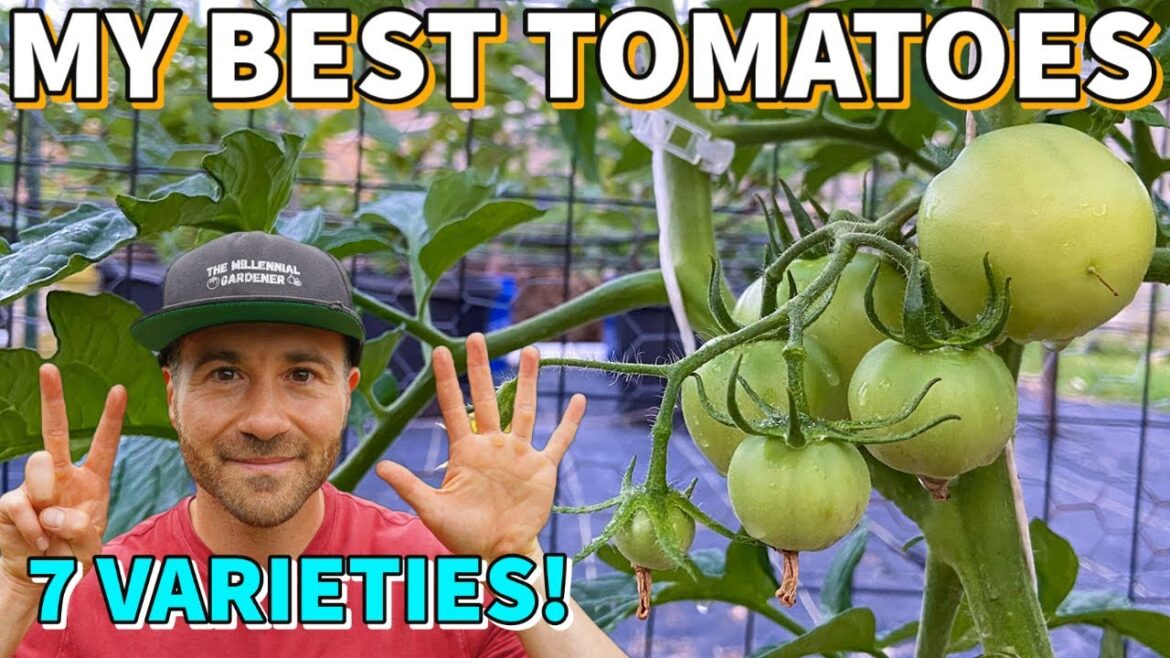 7 Tomatoes I MUST Grow EVERY Year: My BEST Tomato Varieties 7 Tomatoes I MUST Grow EVERY Year: My BEST Tomato Varieties