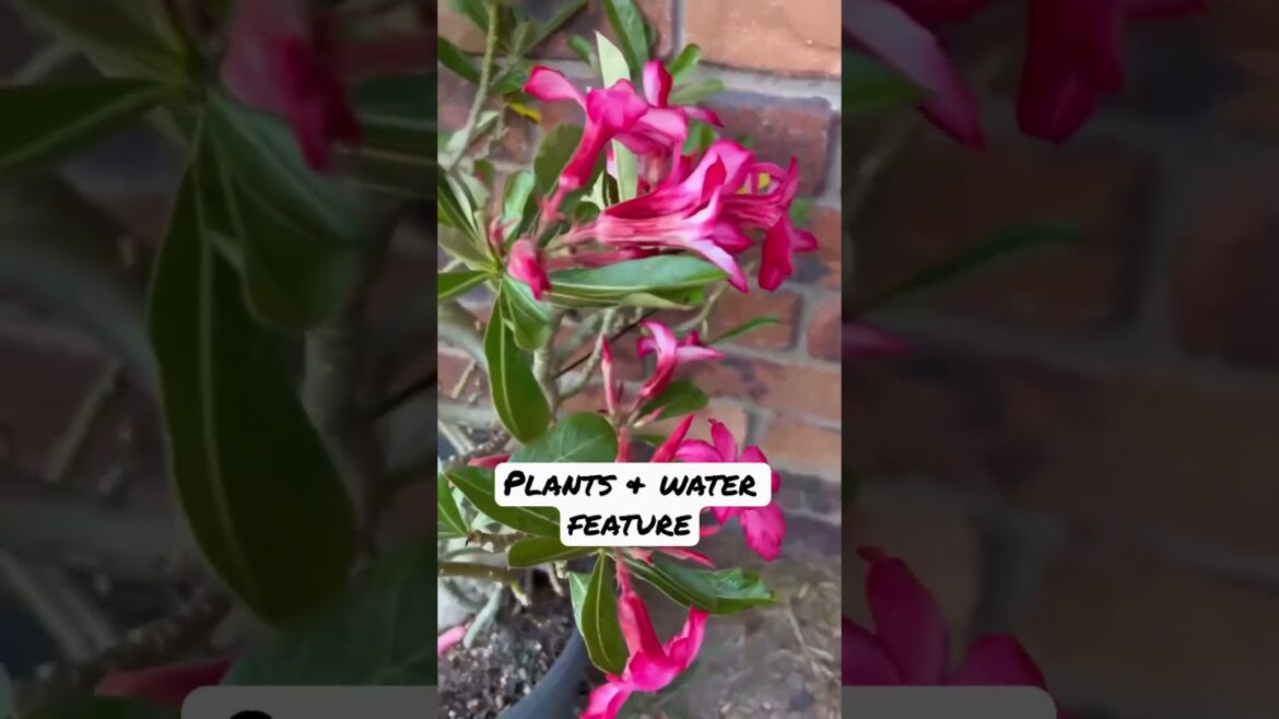 Front Yard Garden Landscaping Project P.5. Plants & Water Feature #shorts