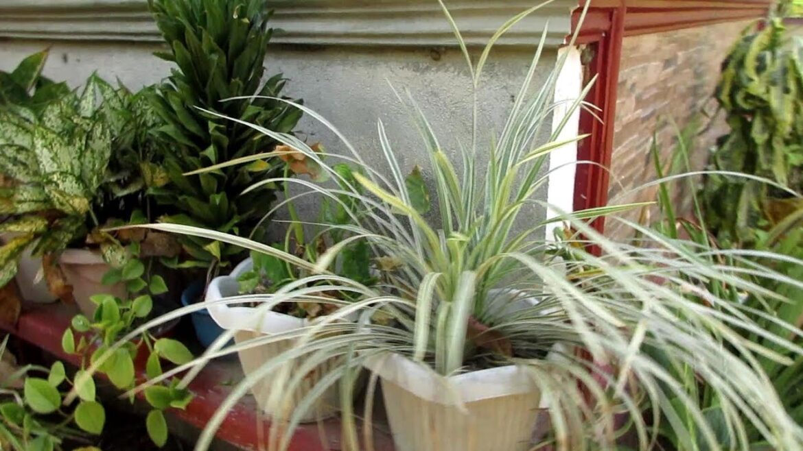 Philippines Full Garden Tour 🌼 Tropical Garden