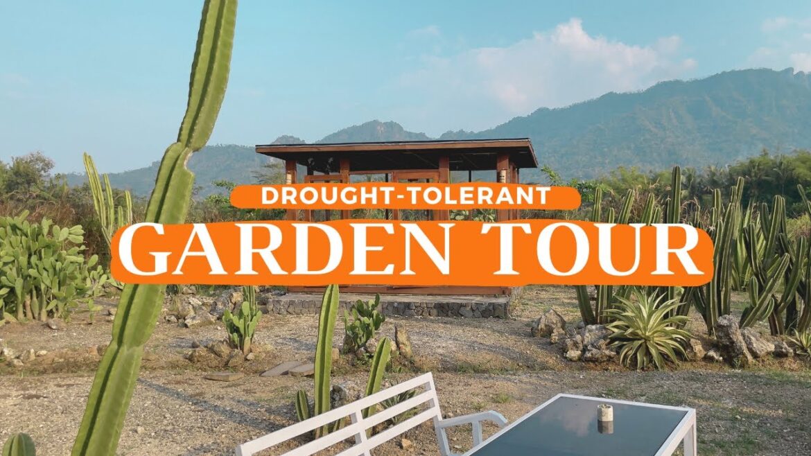 Walk With Me 🌞 — Drought-Tolerant Garden Tour (May 2023) 🌵🌴