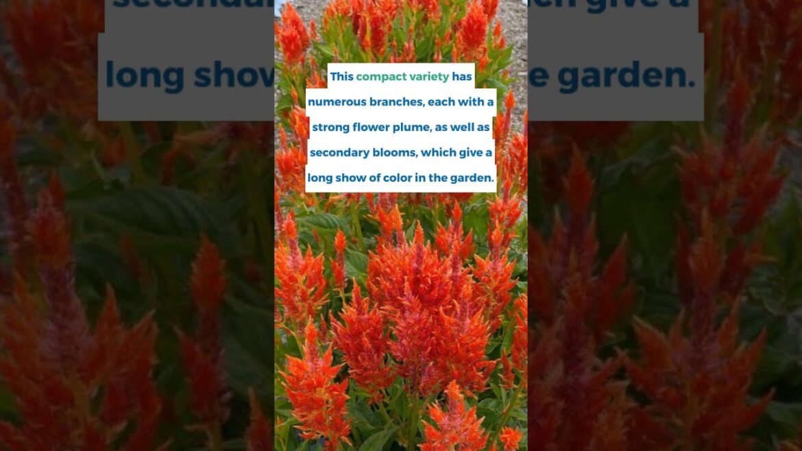 All-America Selections Flowers & Vegetables: Celosia Flamma Orange Celosia Flamma Orange