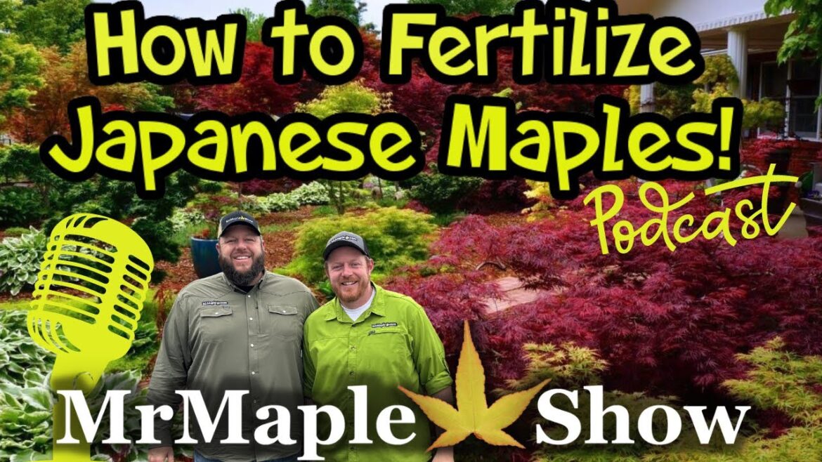Fertilizing Your Japanese Maple | DIY HOME & GARDEN | MrMaple Podcast # 34 Fertilizing Your Japanese Maple | DIY HOME & GARDEN | MrMaple Podcast # 34