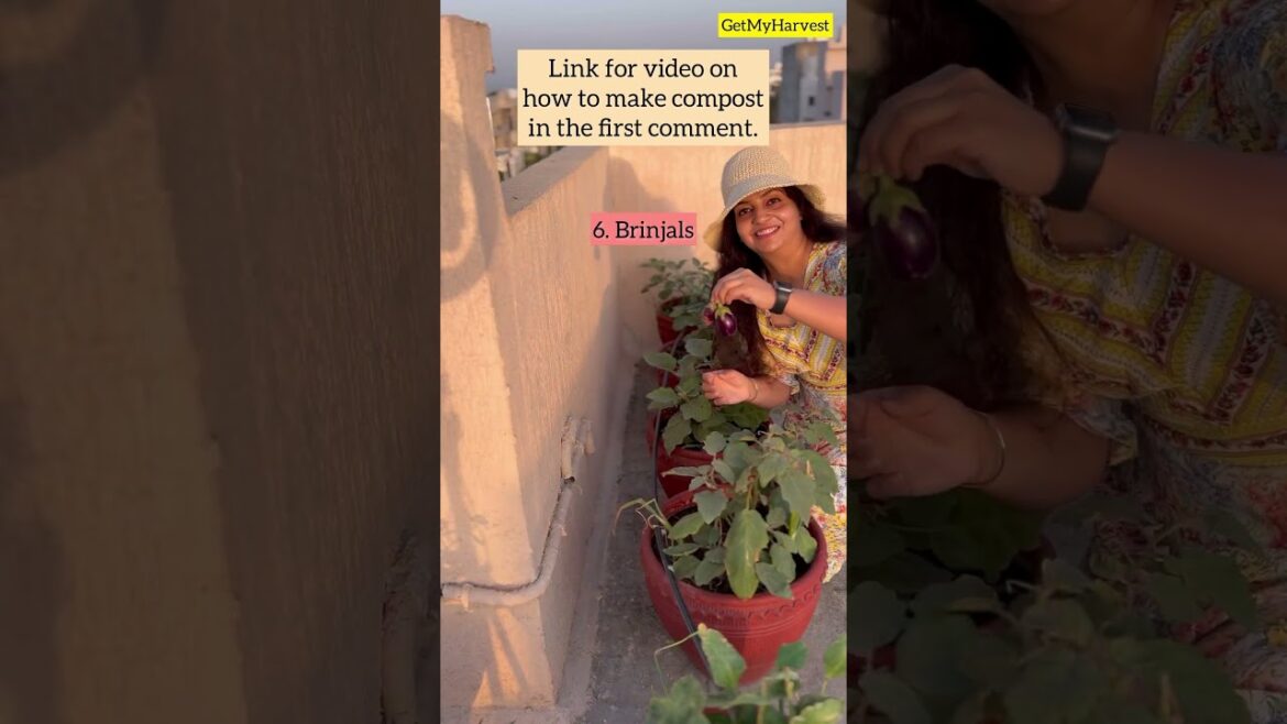 Harvesting vegetables from 3rd floor terrace garden #Shorts #terracegarden Harvesting vegetables from 3rd floor terrace garden #Shorts #terracegarden