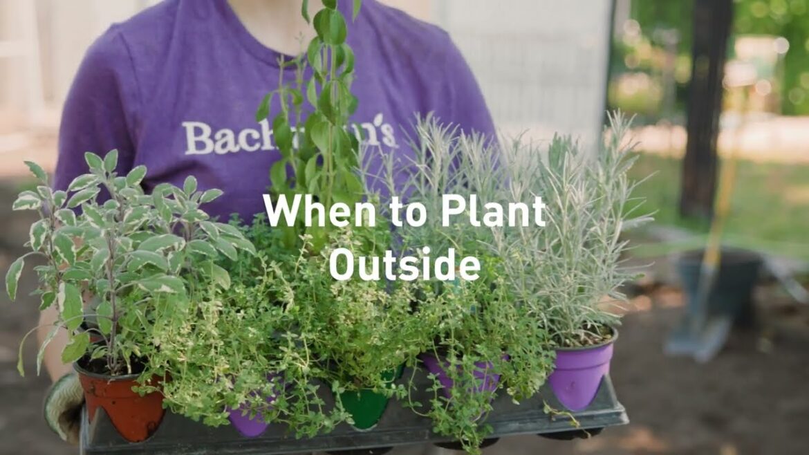 Planning an Edible Garden