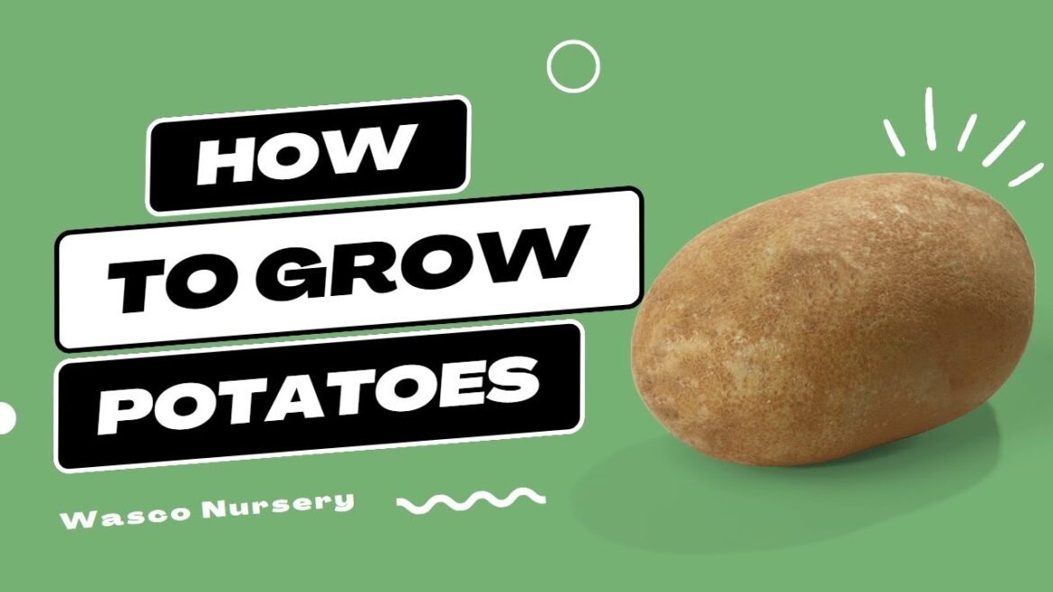 How to Grow Potatoes // Vegetable Gardening Tips // Northern Illinois Zone 5a How to Grow Potatoes // Vegetable Gardening Tips // Northern Illinois Zone 5a