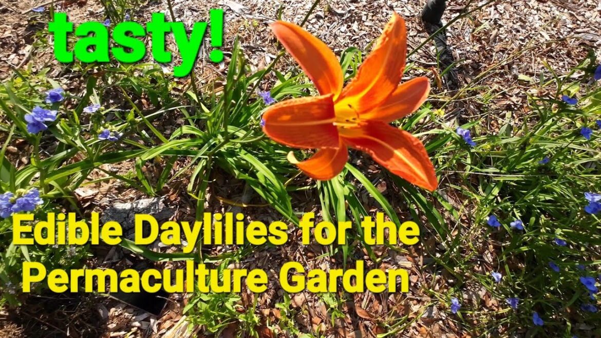 Edible Daylilies for the Permaculture Garden. Edible Daylilies for the Permaculture Garden.
