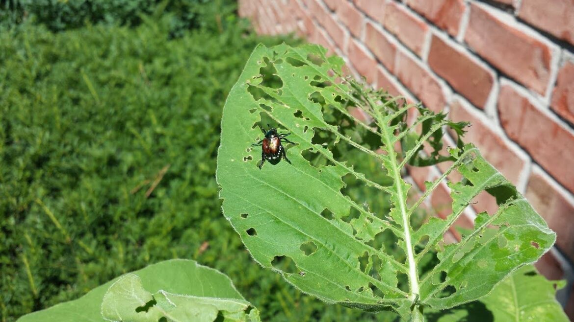 Dealing with Japanese Beetles Quick Tip The Wisconsin Vegetable Gardener