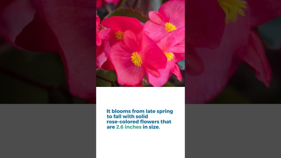 All-America Selections Flowers & Vegetables: Begonia Viking Explorer Rose on Green Begonia Viking Explorer Rose on Green