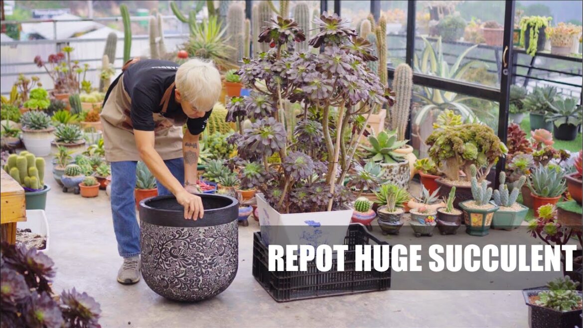 Repot HUGE Succulents with Beautiful Pots // Joy Garden Succulent Repot HUGE Succulents with Beautiful Pots // Joy Garden Succulent