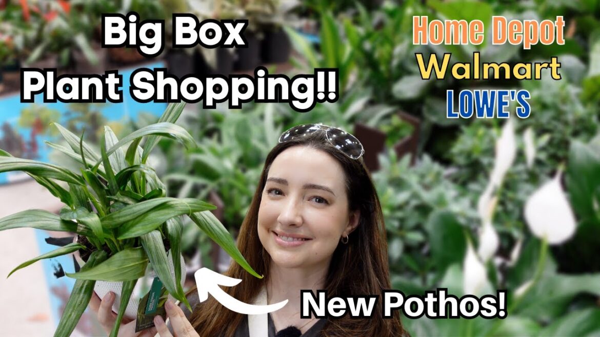 Big Box Plant Shopping! 3 Locations! New Silver Streak Pothos & $15.98 Big Ficus Tikneke 😮