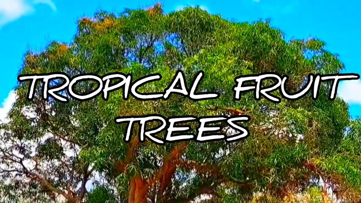 Tropical Fruit Trees | #gardeningthroughthewindow