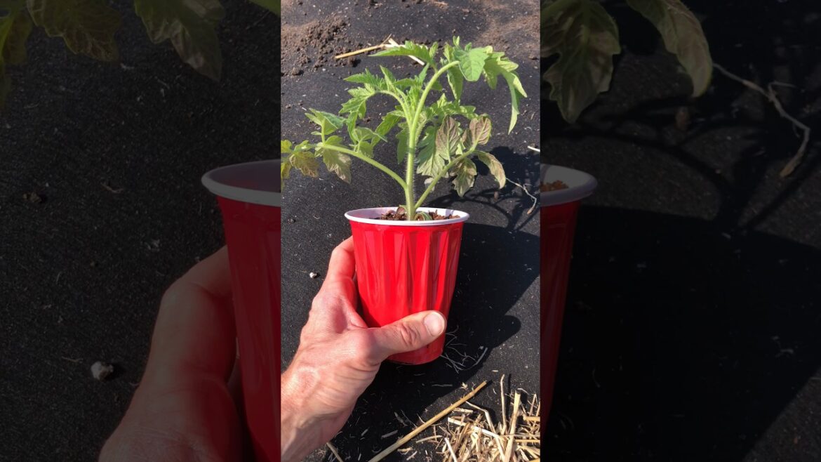 Do this when planting your tomato plants #gardening #tomatoplants #vegetablegardening #tomato