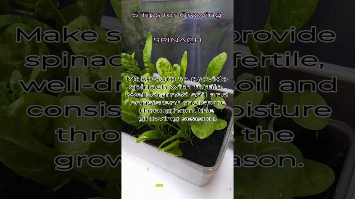 Garden Tips - Shorts Series - SPINACH