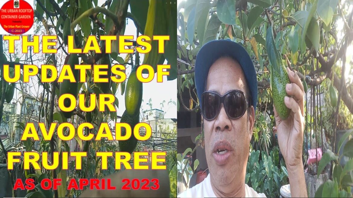 The The Latest Updates of Avocado Fruit Tree In Our Rooftop Container Garden As of April 2023 The The Latest Updates of Avocado Fruit Tree In Our Rooftop Container Garden As of April 2023