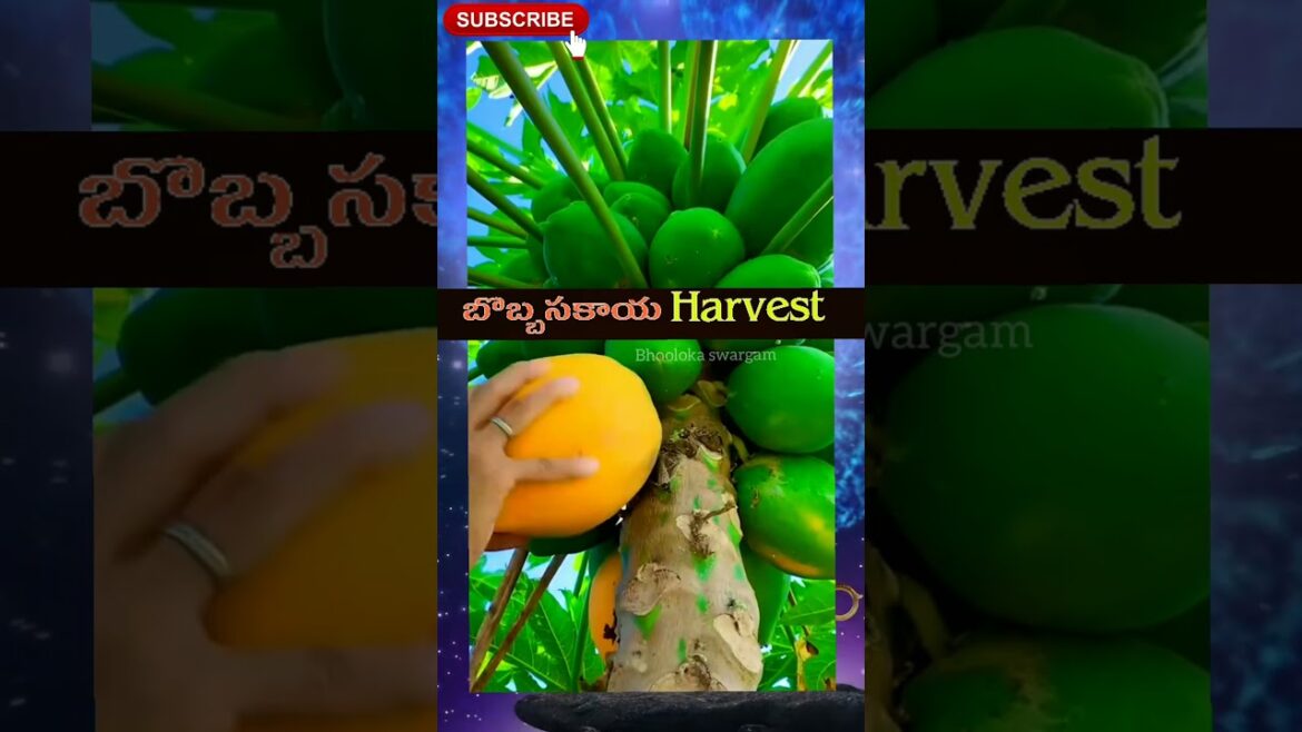 Papaya harvest in my terrace garden#shorts #youtubeshorts #shortsyoutube #viral