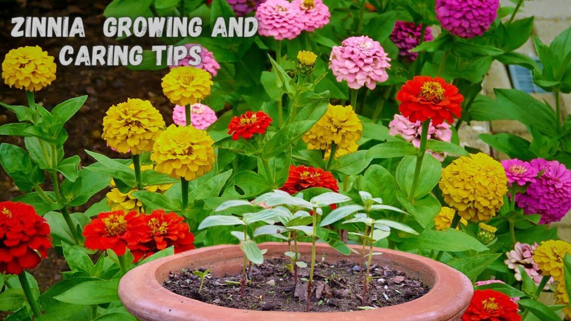 Summer Flower Pant Zinnia | Growing and Caring Tips I Pabitra Garden Summer Flower Pant Zinnia | Growing and Caring Tips I Pabitra Garden