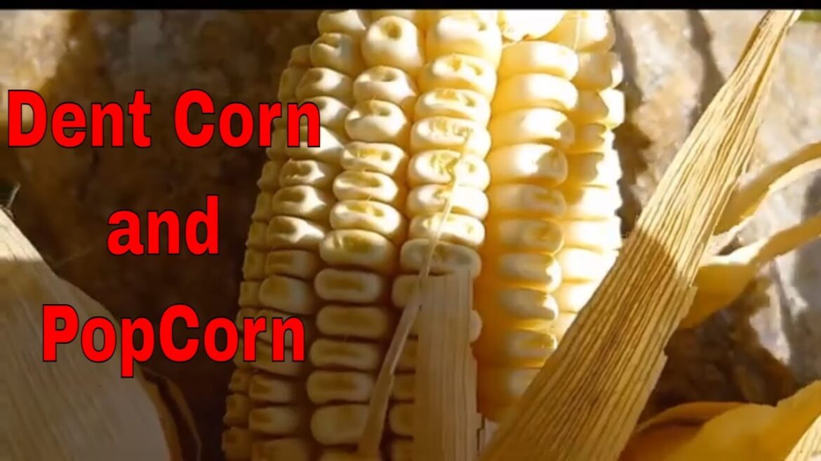 Is She Nuts Planting Both Dent Corn and Pop Corn?🌽🍿