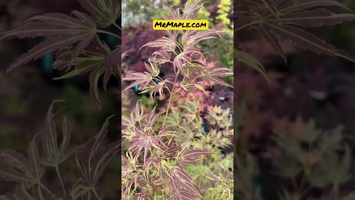 Acer palmatum 'Manyo no sato' Japanese Maple MrMaple.com #japanesemaple #mrmaple #garden #plants