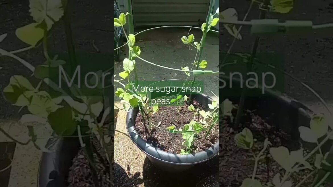 Container Garden Update | Small Space Gardening