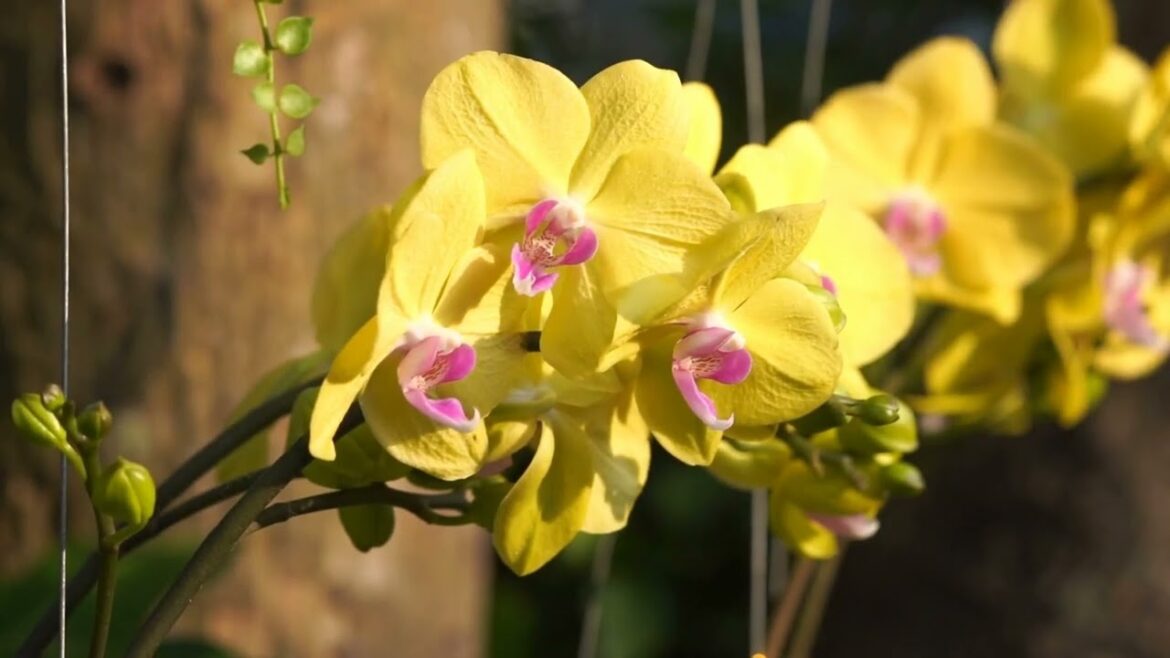 Gardening Tips How to Create a Stunning Flower Bed Gardening Tips How to Create a Stunning Flower Bed