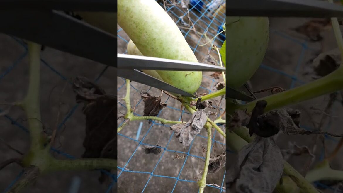 Harvesting Churakka from my terrace garden😍 #shortsvideo #mygarden #gardeningvideos #vegetable