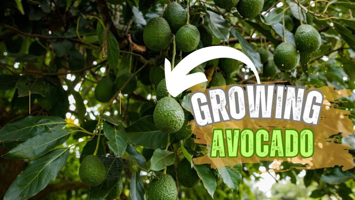 Growing Avocado Trees in Containers Growing Avocado Trees in Containers
