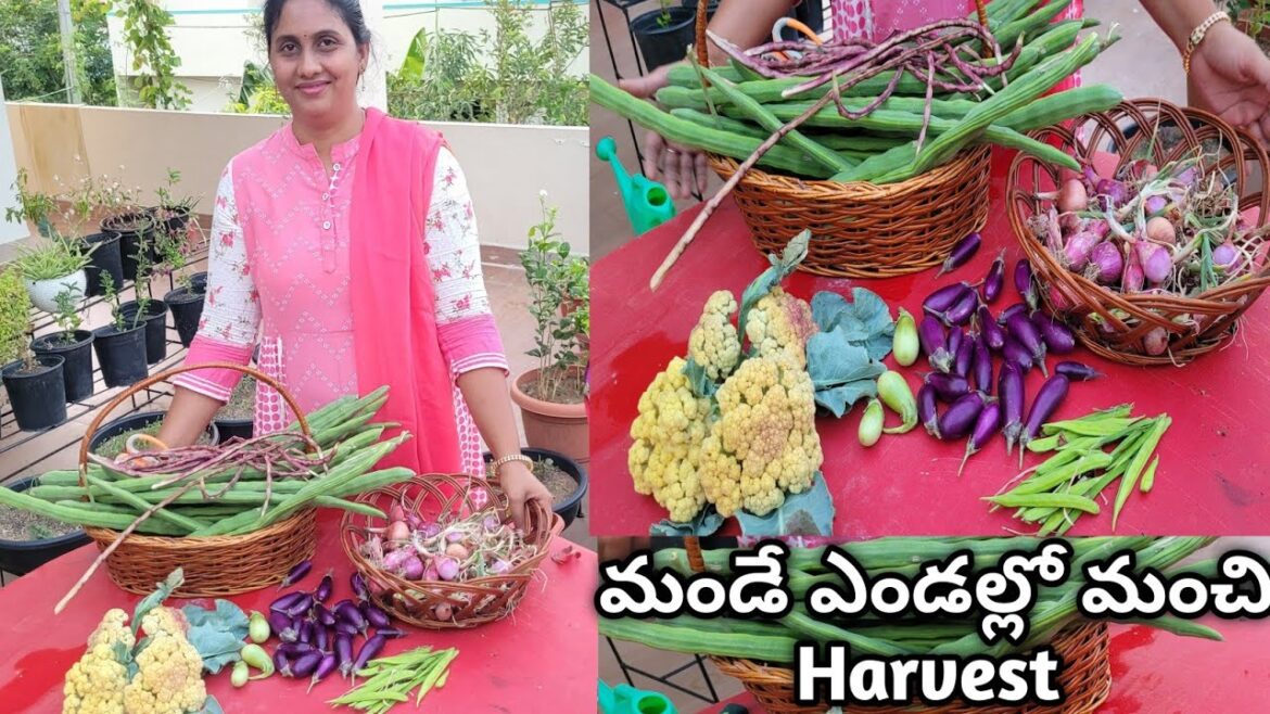 vegetables harvesting | harvesting organic vegetables | garden harvesting video | terrace garden vegetables harvesting | harvesting organic vegetables | garden harvesting video | terrace garden