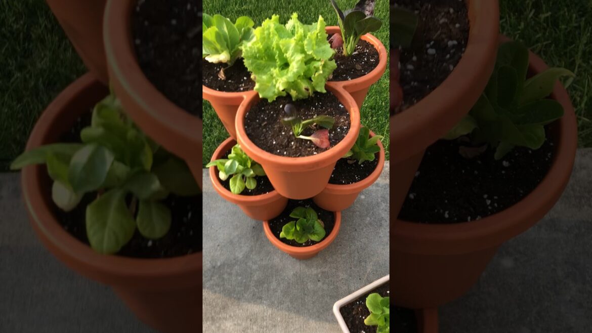 Check out my leafy greens stackable planter from Aldi. #gardening #containergardening #vegetables
