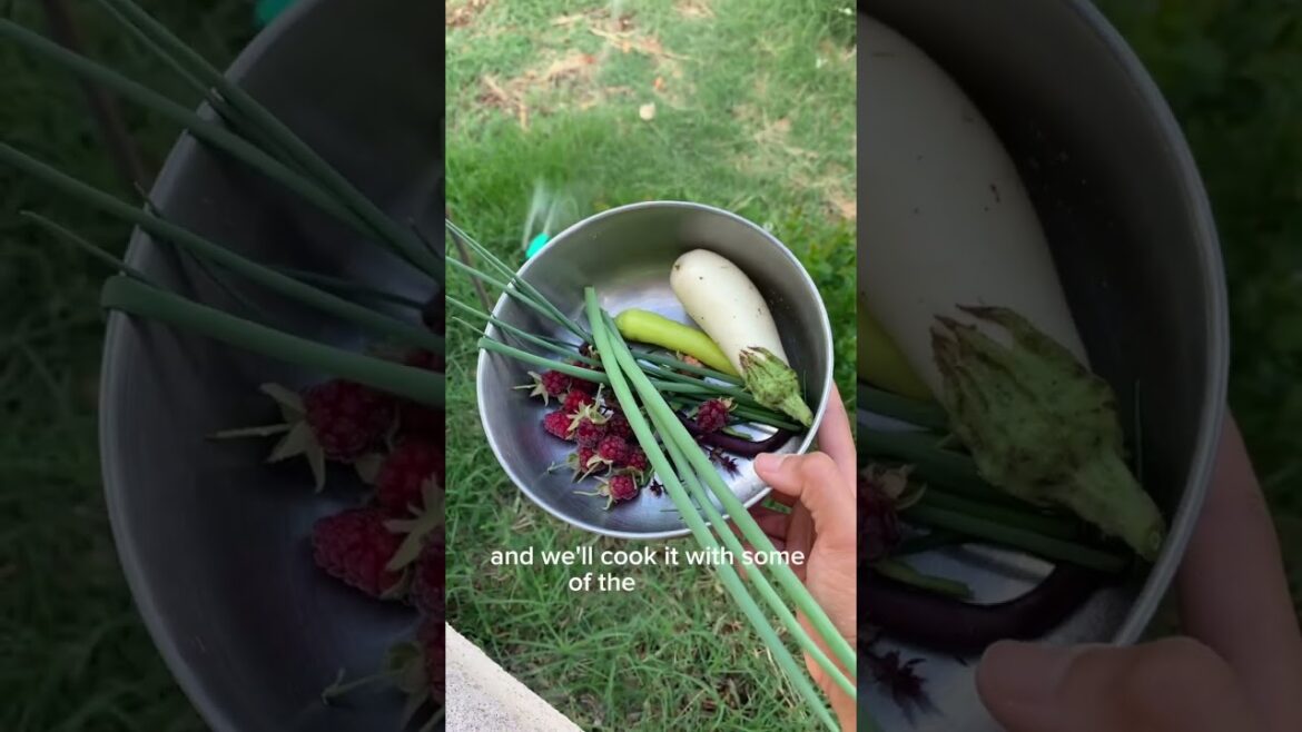 Edible Forest finds for lunch and dessert