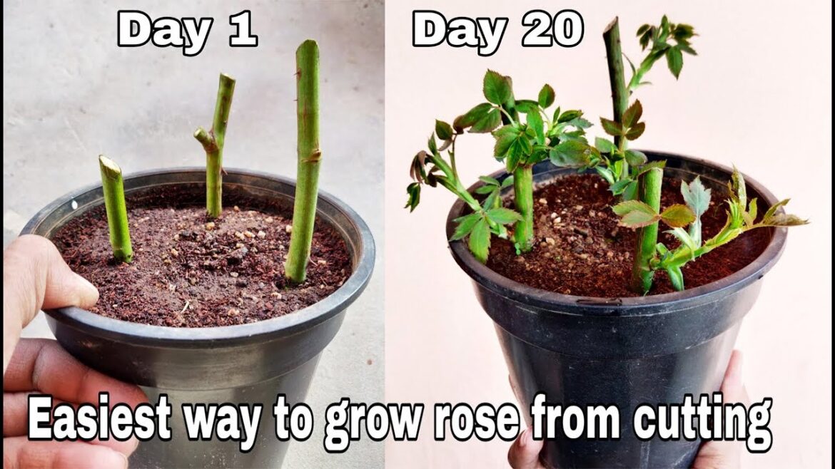 How to grow rose plant form cutting with 100% result, Grow rose plant from cuttings How to grow rose plant form cutting with 100% result, Grow rose plant from cuttings