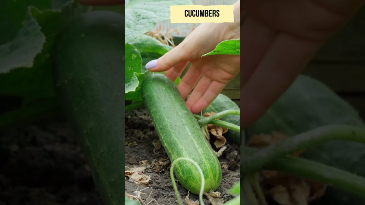 5 must grow vegetable plants in your Garden