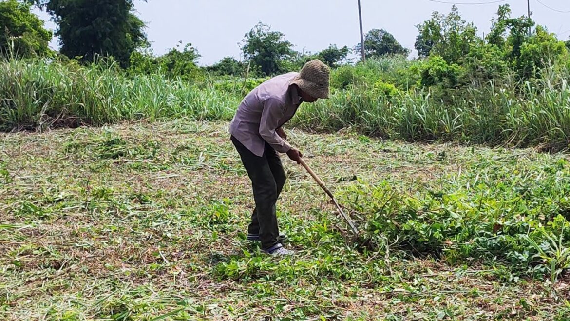 Vegetable gardening setting, farm life, survival alone