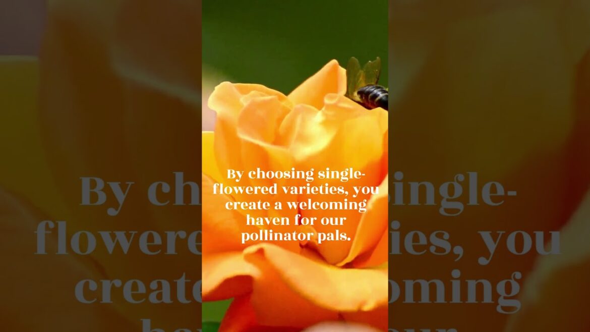 Save Bees By Planting THIS ๐น Pollinator-Friendly Gardening Tips ๐ #roses #shorts Save Bees By Planting THIS ๐น Pollinator-Friendly Gardening Tips ๐ #roses #shorts