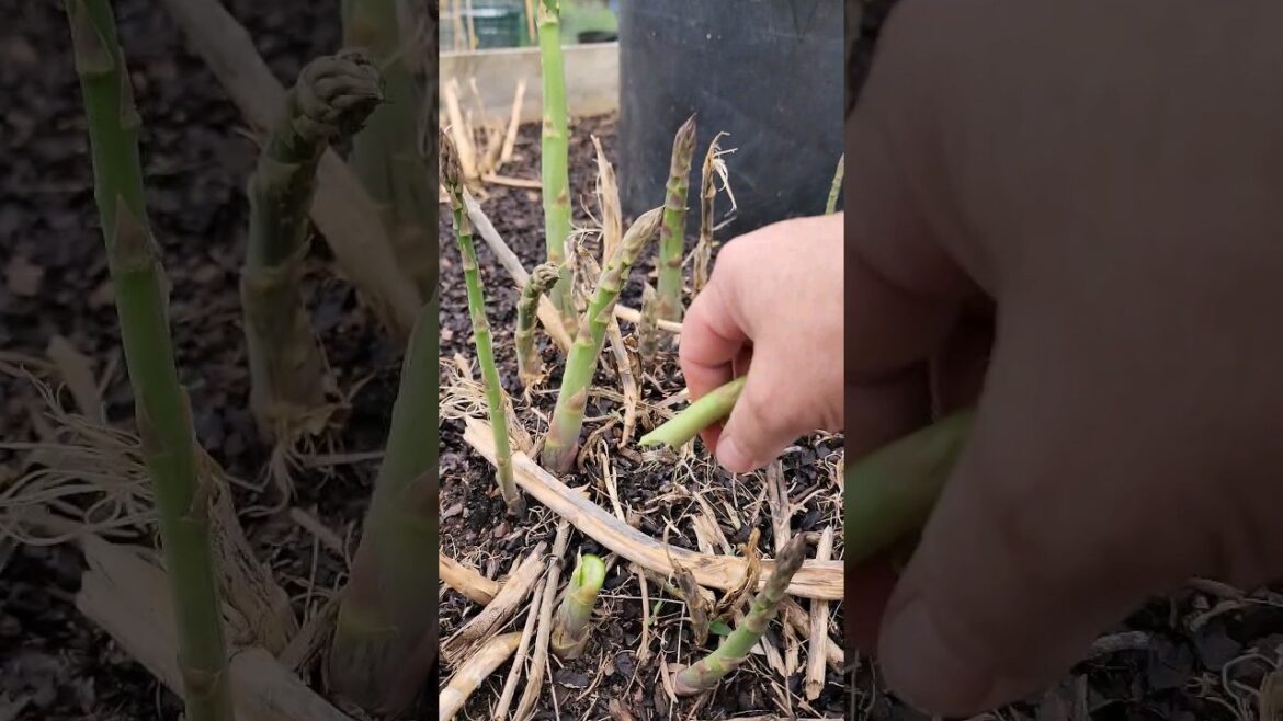 🌿🍽 How to Harvest Asparagus - #gardentotable #gardening