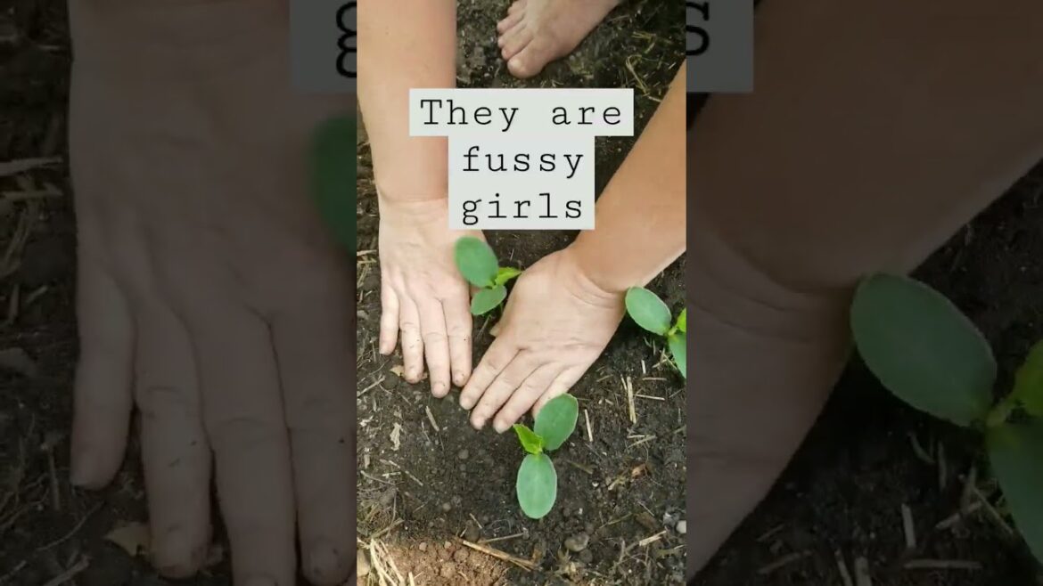 Cucumbers rule #shorts #shortsvidoe #cucumbers Cucumbers rule #shorts #shortsvidoe #cucumbers