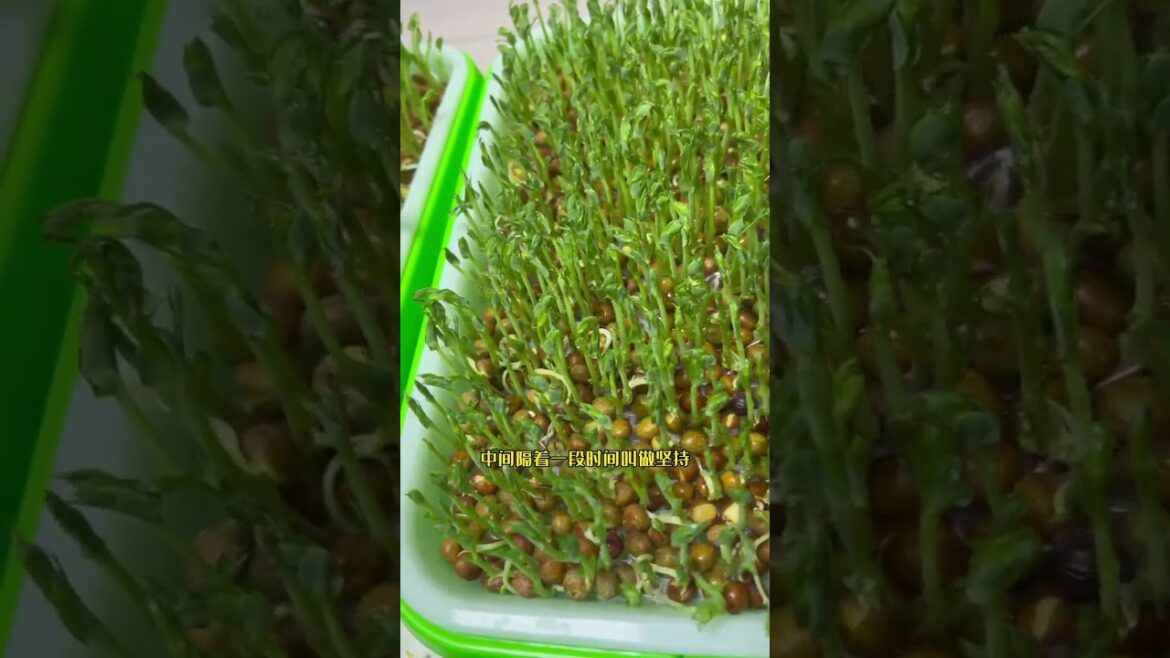I growing garden at home by Meimei/ Vegetable I growing garden at home by Meimei/ Vegetable