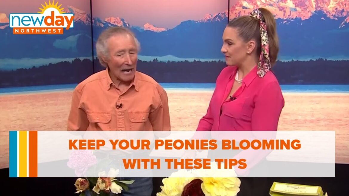 Keep your peonies blooming with these tips Keep your peonies blooming with these tips