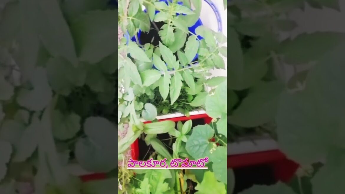 In my balcony garden.#shorts#short #viral#trending#shortsfeed #garden#green #shortsvideo#viralshort In my balcony garden.#shorts#short #viral#trending#shortsfeed #garden#green #shortsvideo#viralshort