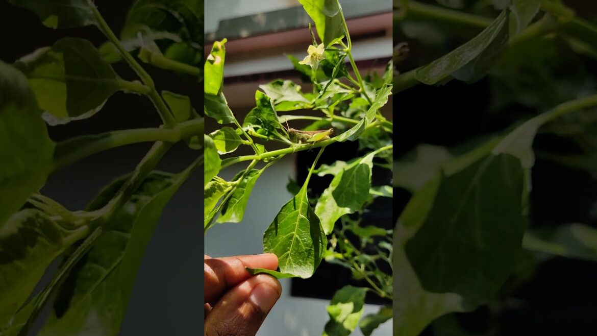 Grasshopper on a Chili Plant: What to Do? #Shorts Grasshopper on a Chili Plant: What to Do? #Shorts