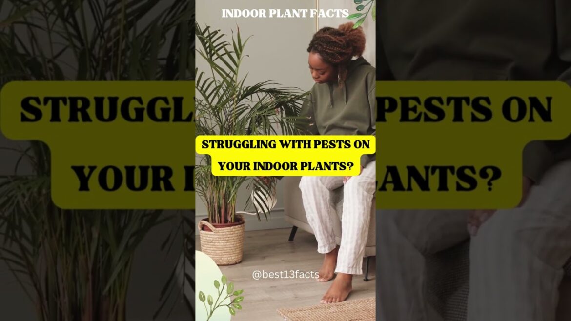 Indoor Plant Care Facts #4 - How To Keep Pests Away From Indoor Plants