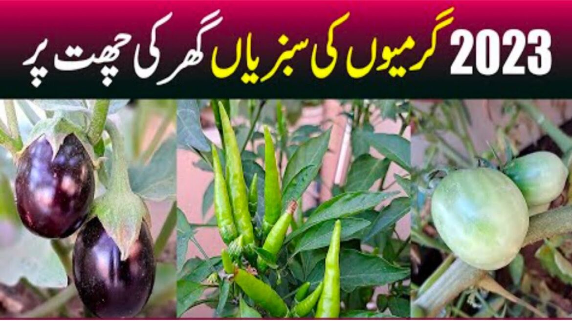 Summer Vegetable part 5 _ Roof top gardening _ Easily Home gardening