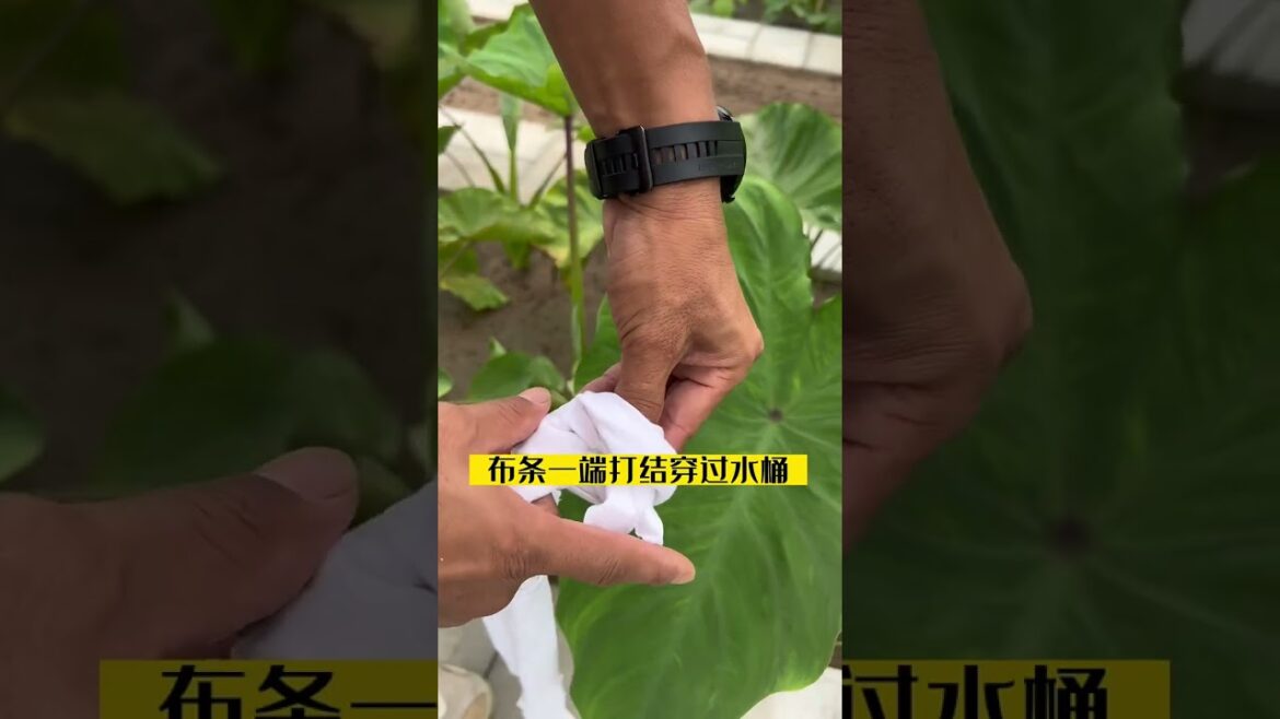 I growing garden at home by Meimei/ Vegetable I growing garden at home by Meimei/ Vegetable